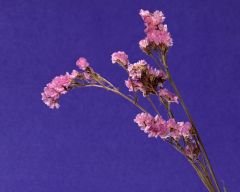 Tapeta Nature Flowers 276.jpg